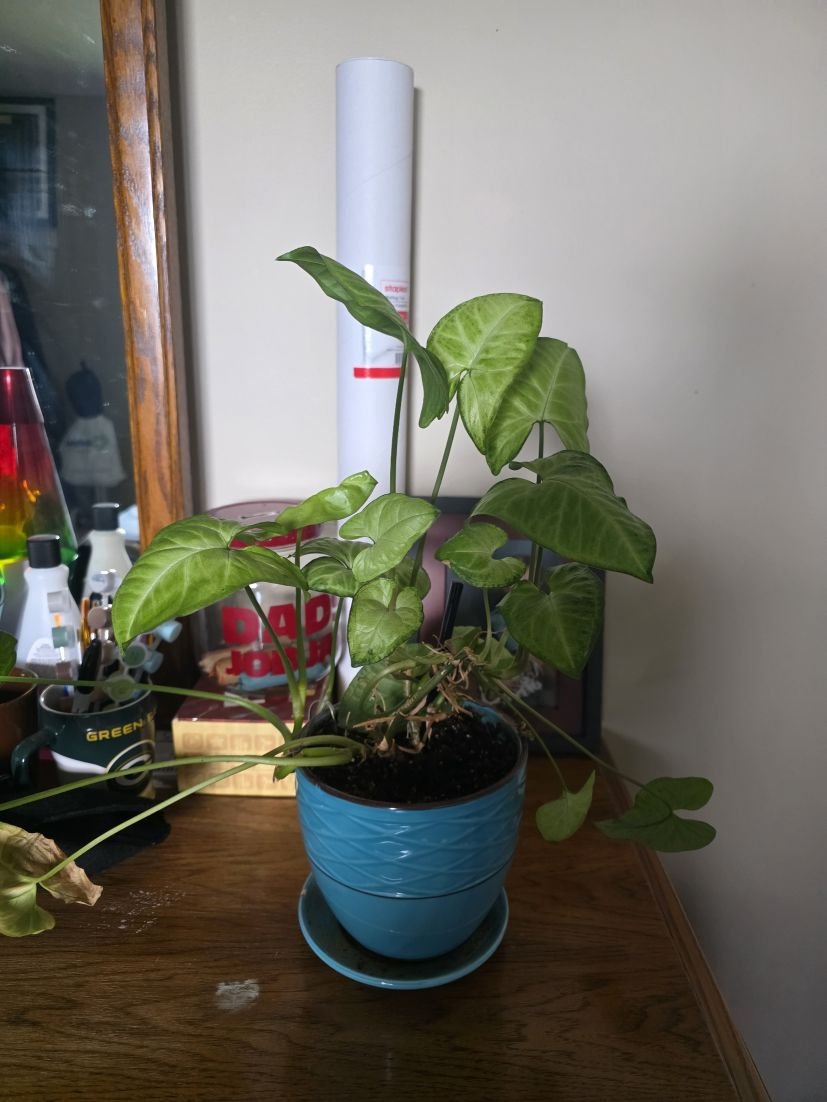 Arrowhead Plant