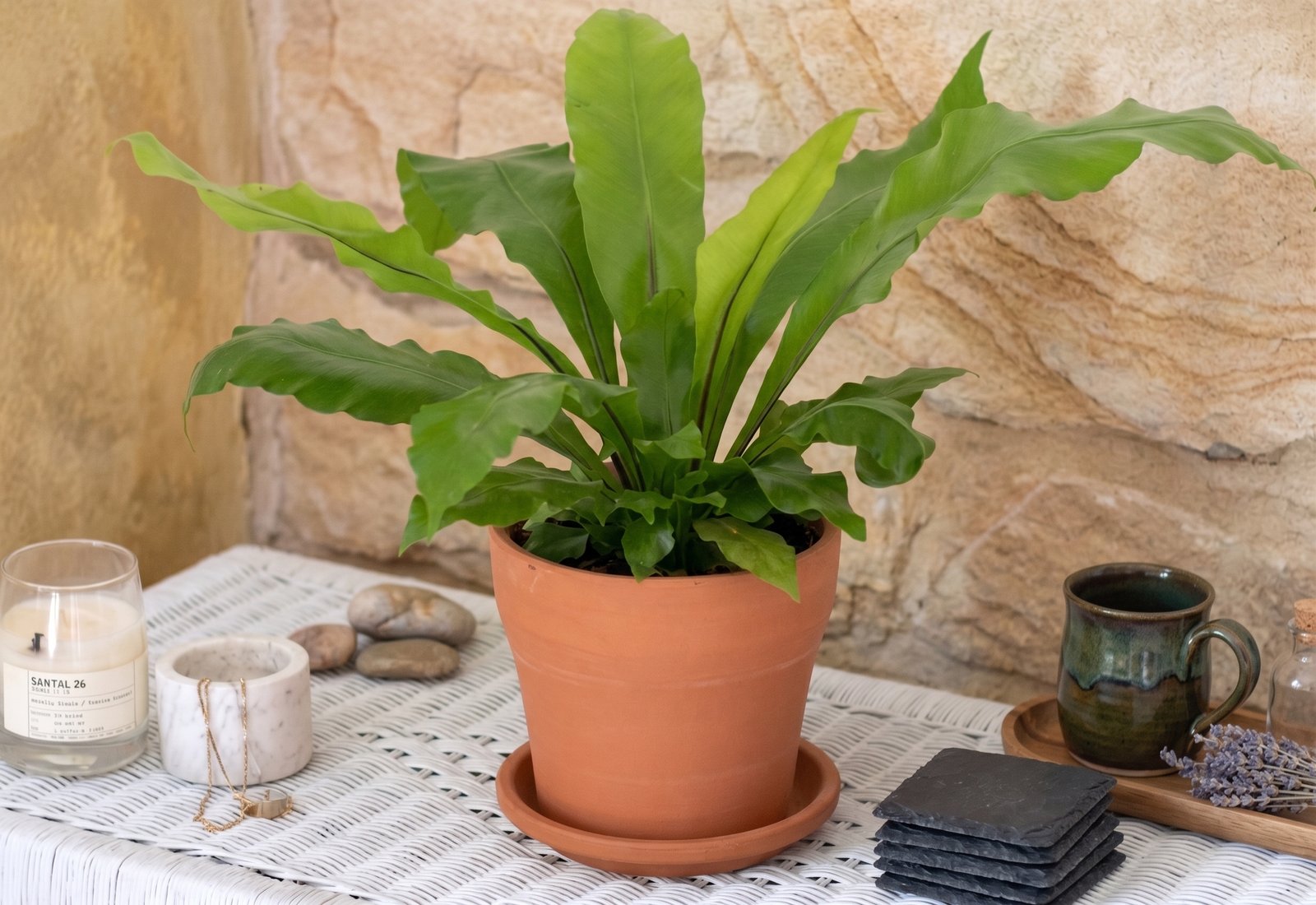 Bird's nest fern with broad, wavy green fronds growing in a terracotta pot.