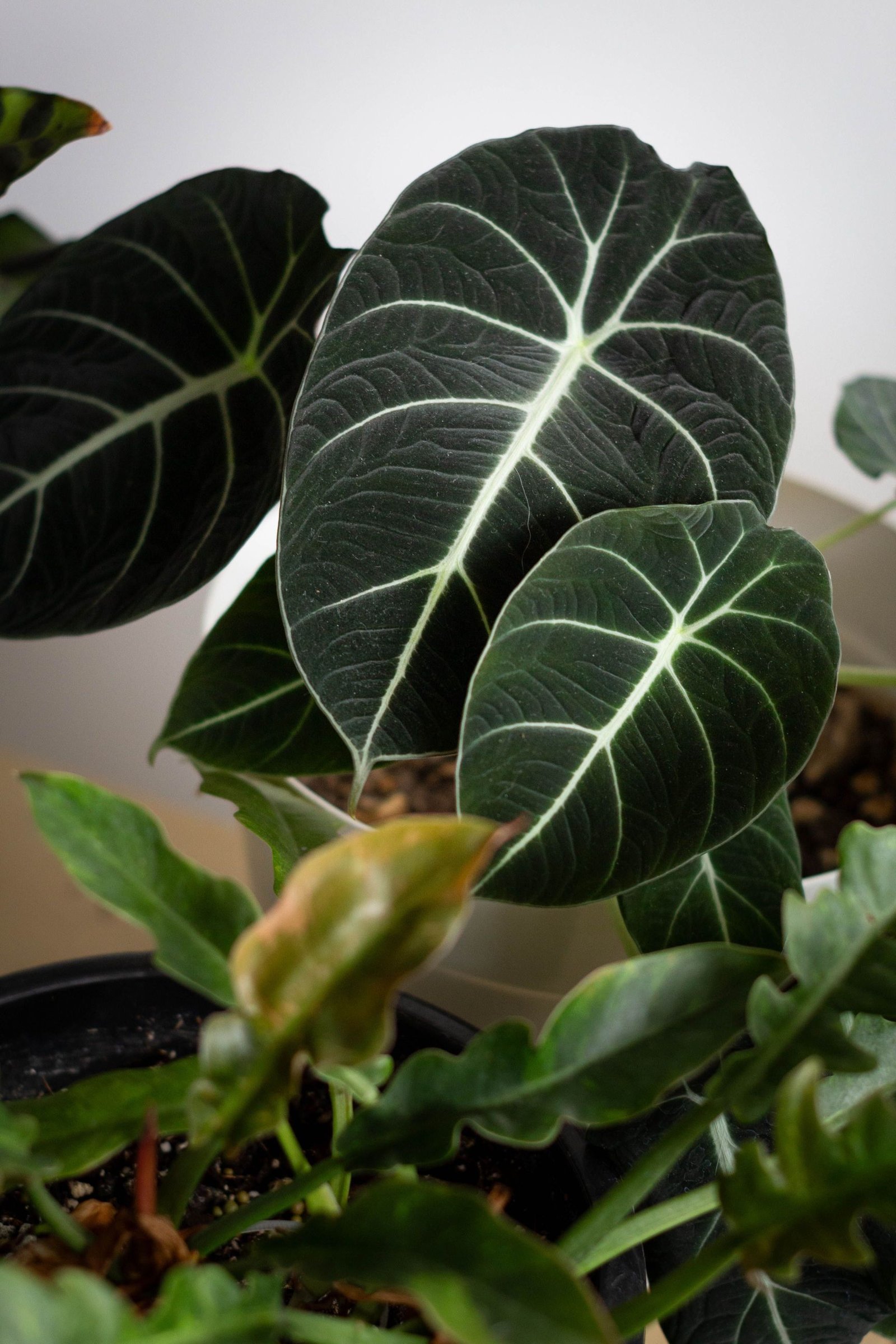 Black Velvet Alocasia