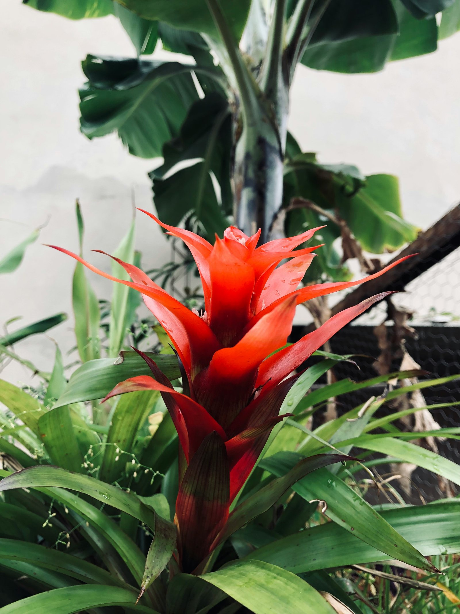 Bromeliad