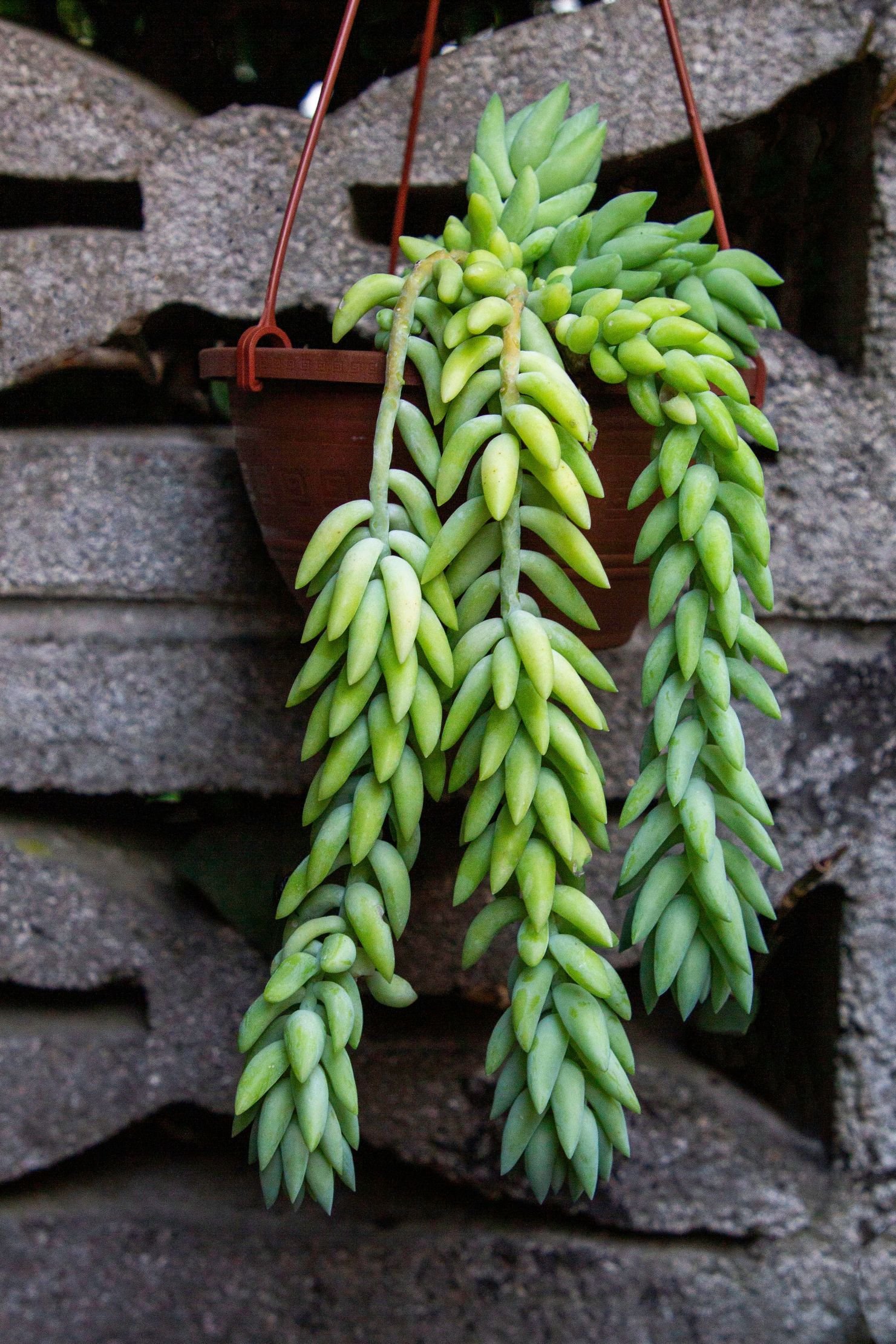 Burro's Tail succulent with trailing stems covered in plump blue-green leaves