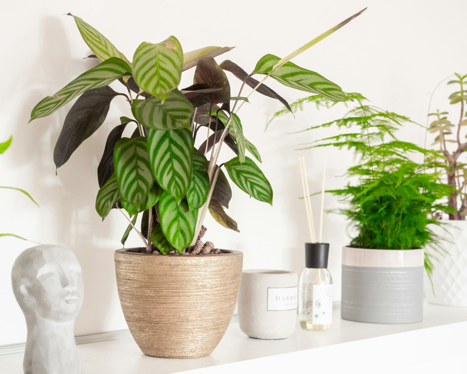 Calathea (Prayer Plant)