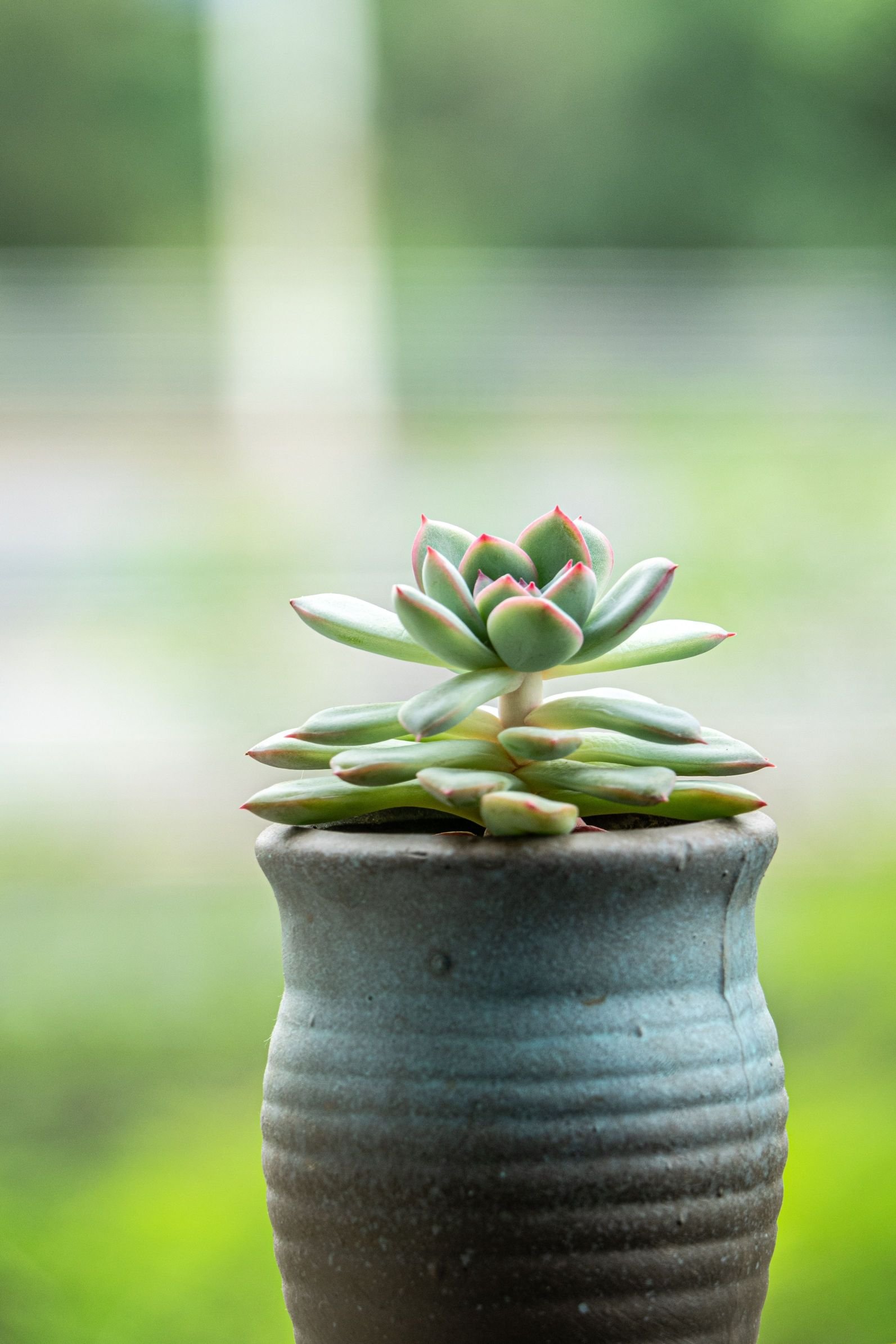 Echeveria succulent with compact rosette-shaped leaves