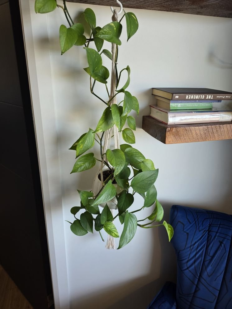 Golden Pothos