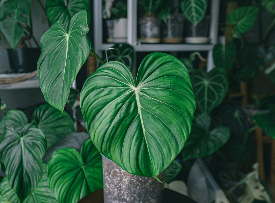 Heartleaf Philodendron