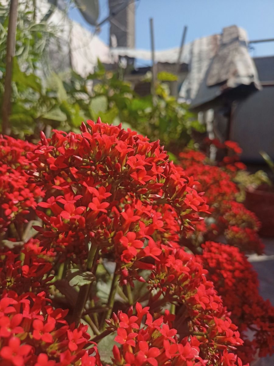 Kalanchoe