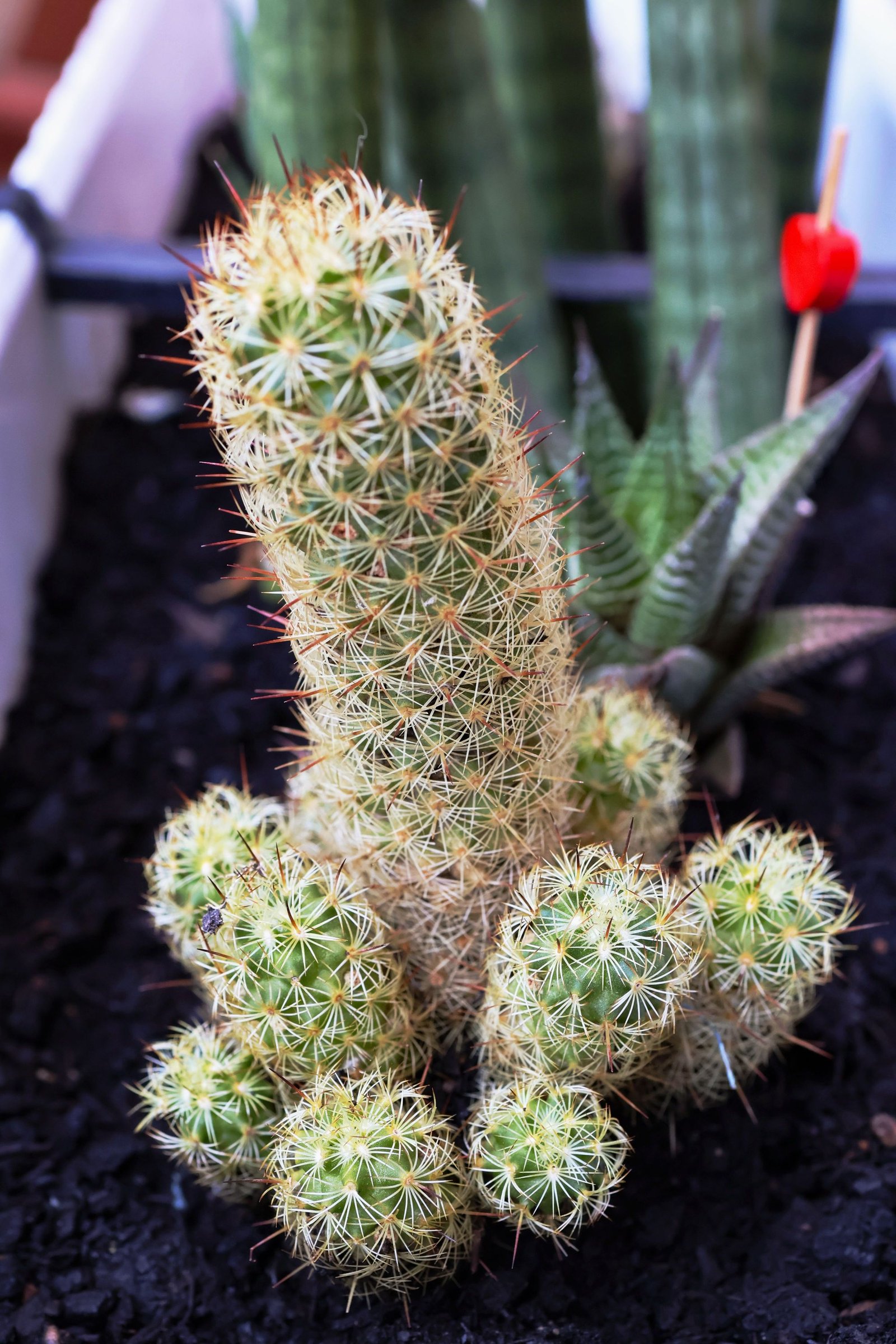 Ladyfinger cactus with clustered upright green stems covered in pale and reddish spines.