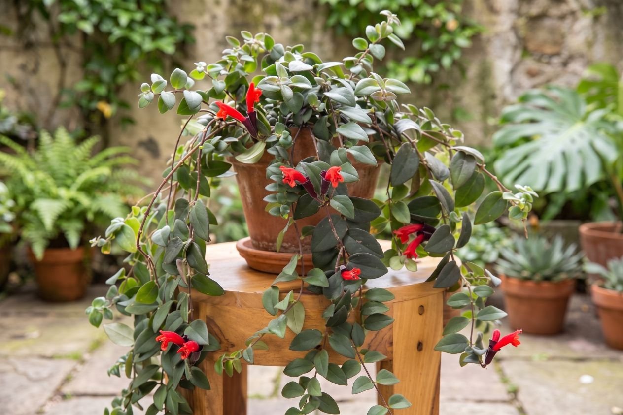 Lipstick Plant