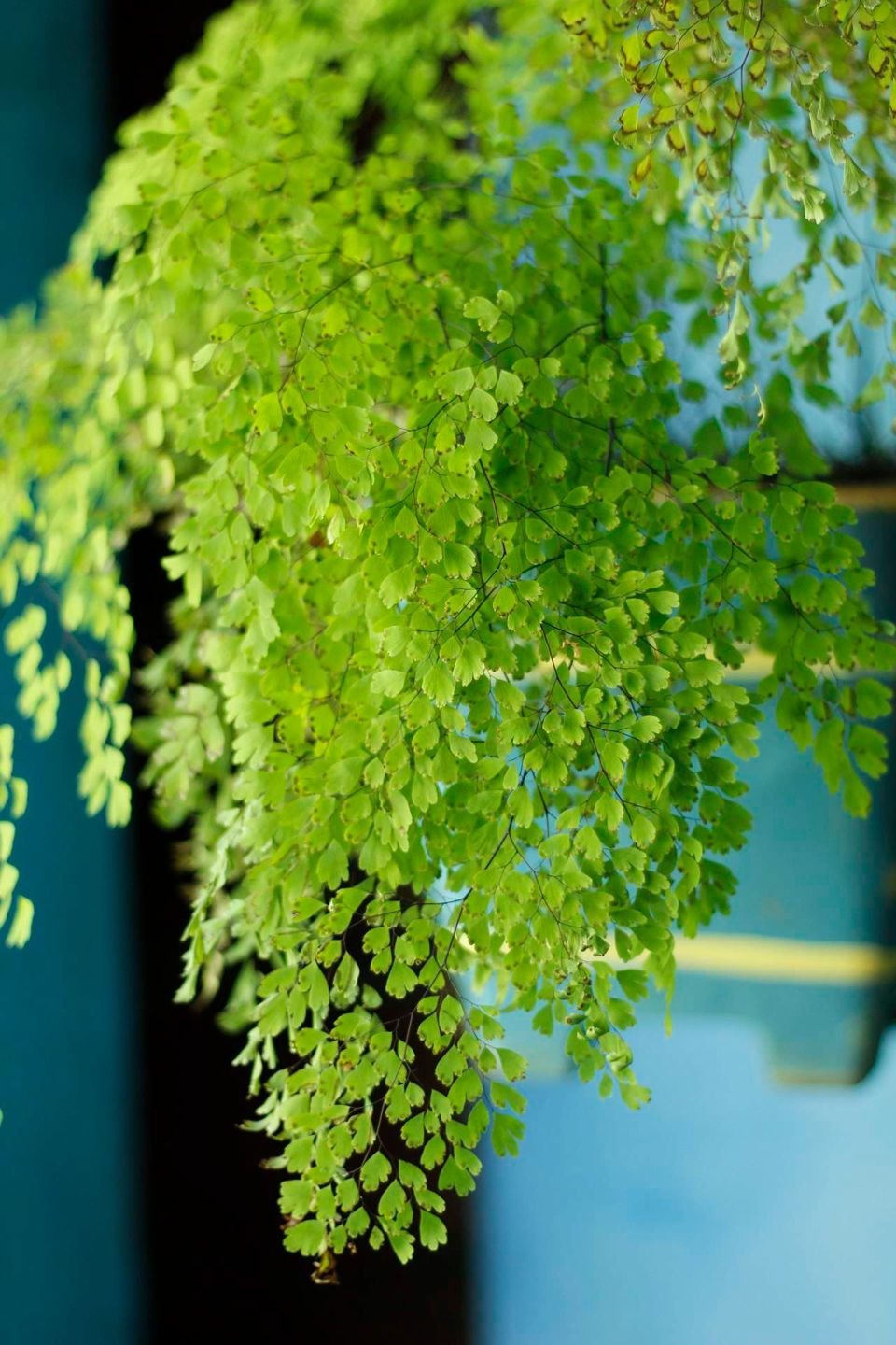 Maidenhair Fern with delicate green leaflets on thin dark stems