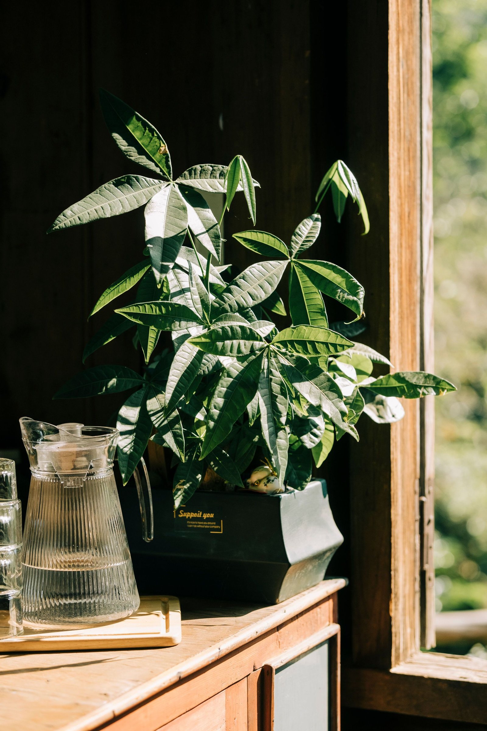 Money Tree