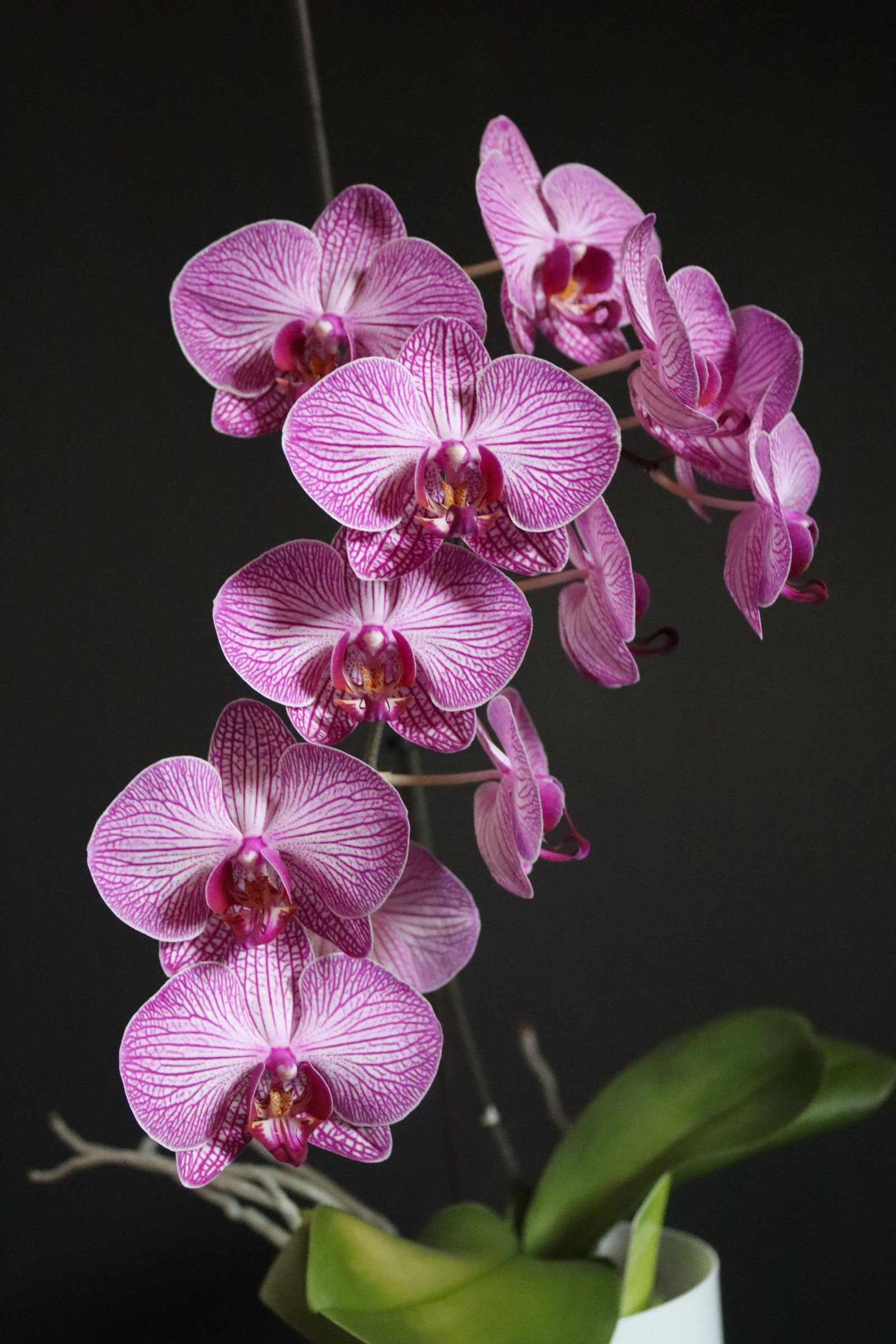 Moth Orchid with arching stems of colourful flowers and broad green leaves