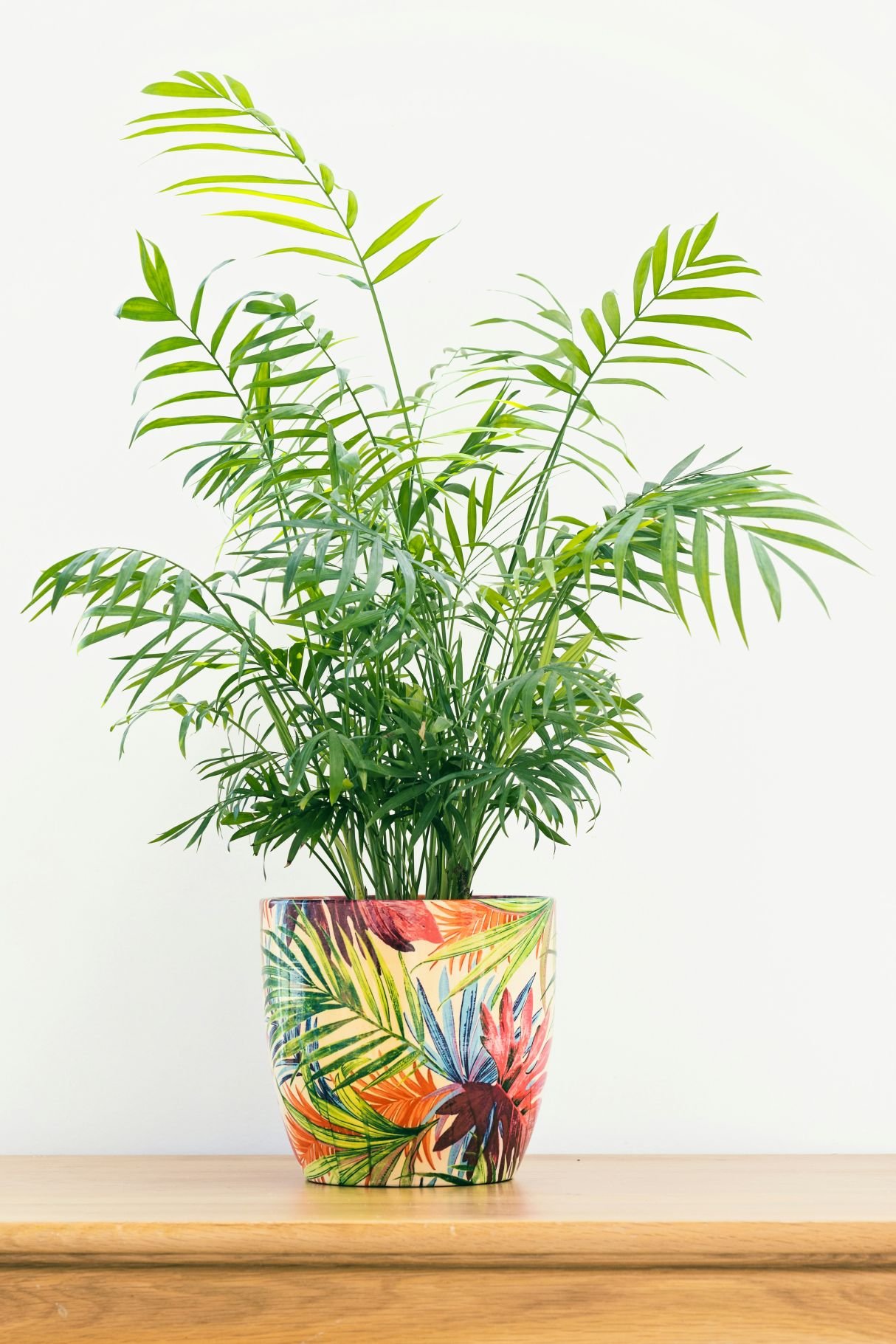 Parlor Palm