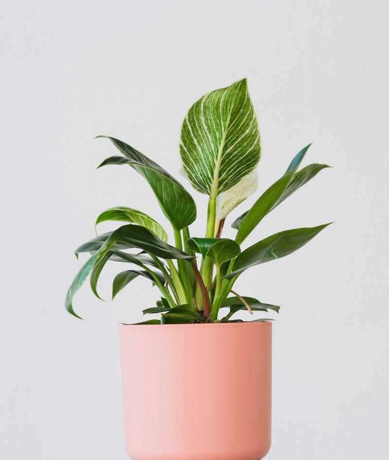 Philodendron Birkin