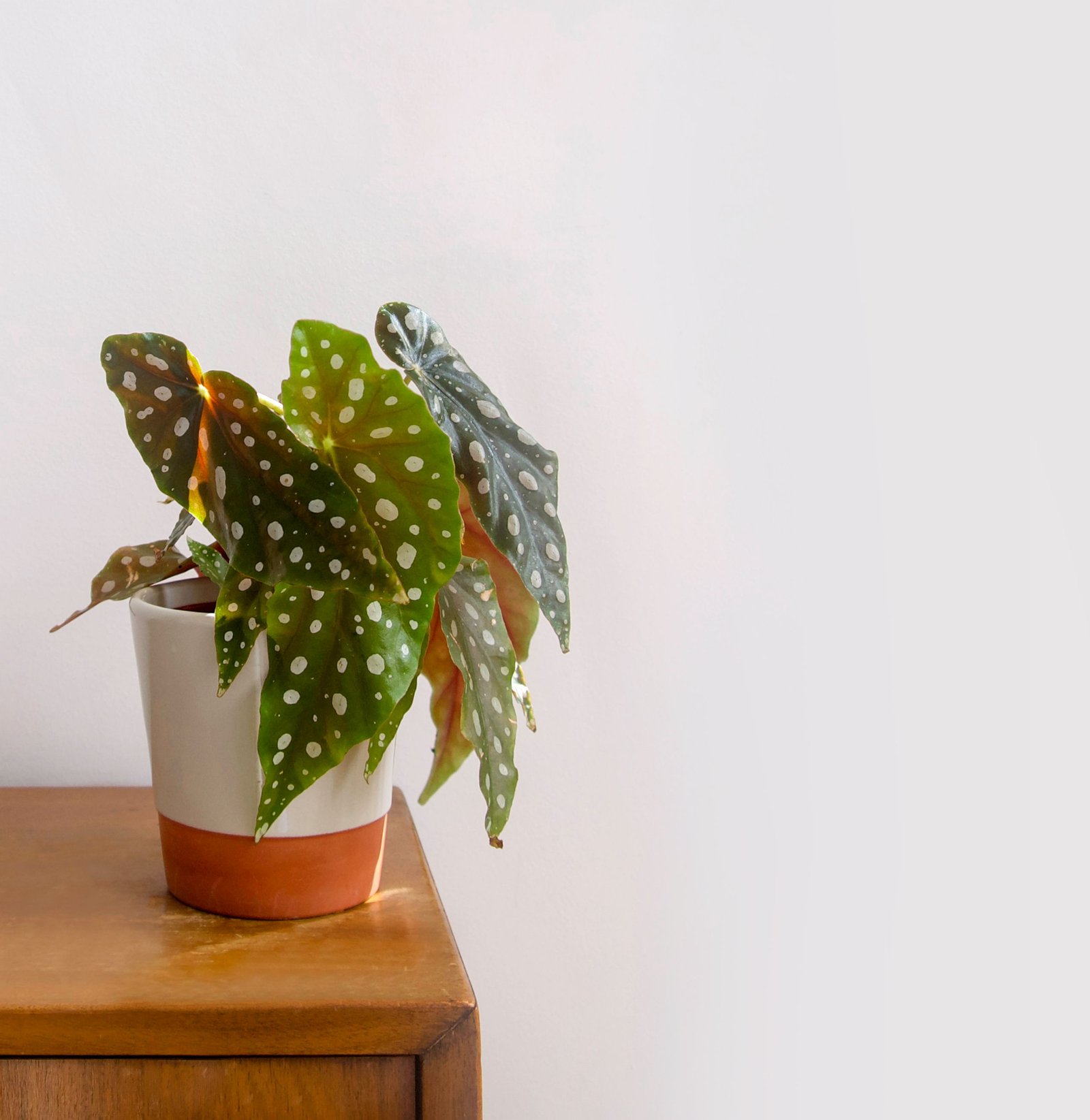 Polka dot begonia with white-spotted green leaves and reddish undersides in a two-tone pot.