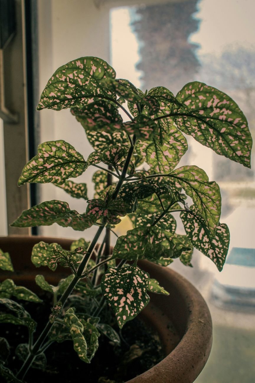Polka Dot Plant