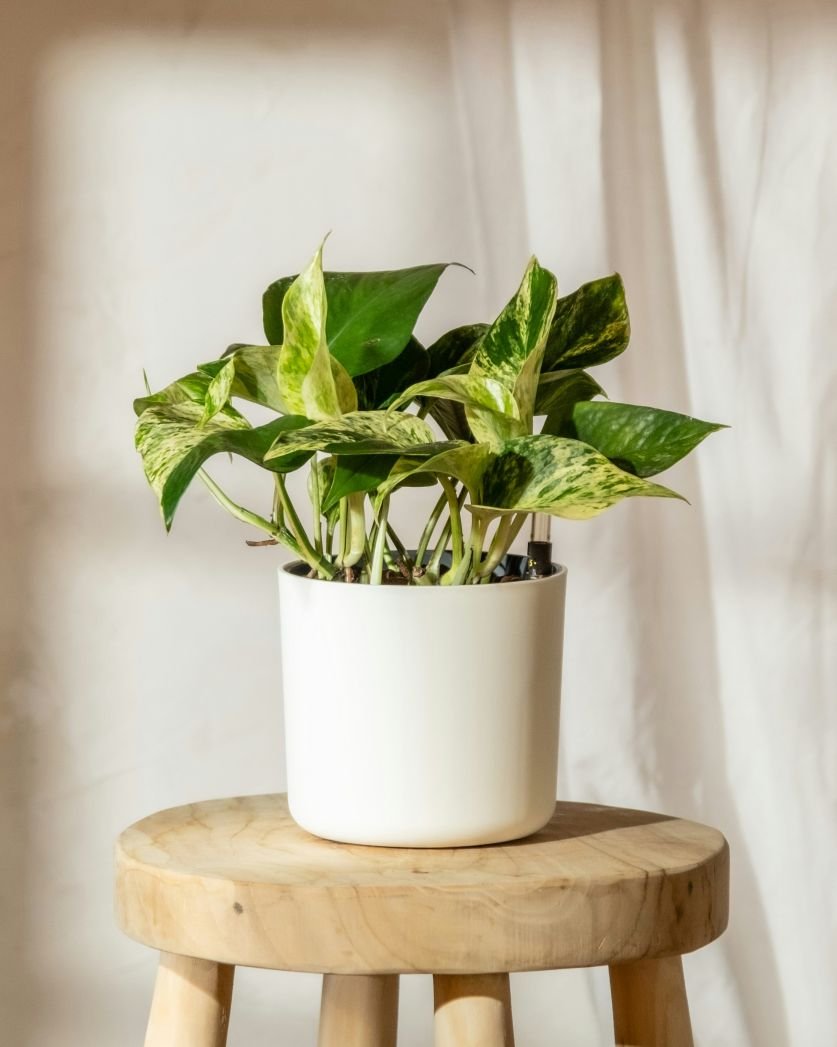 Pothos (Marble Queen)