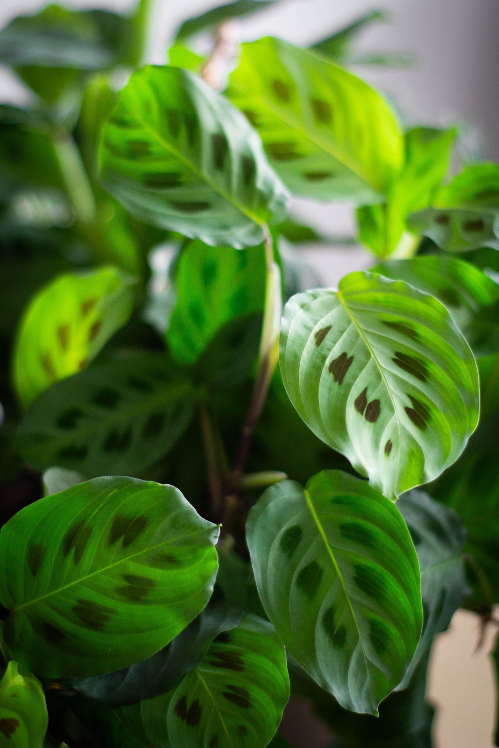 Prayer Plant with oval green leaves marked with distinctive red veins