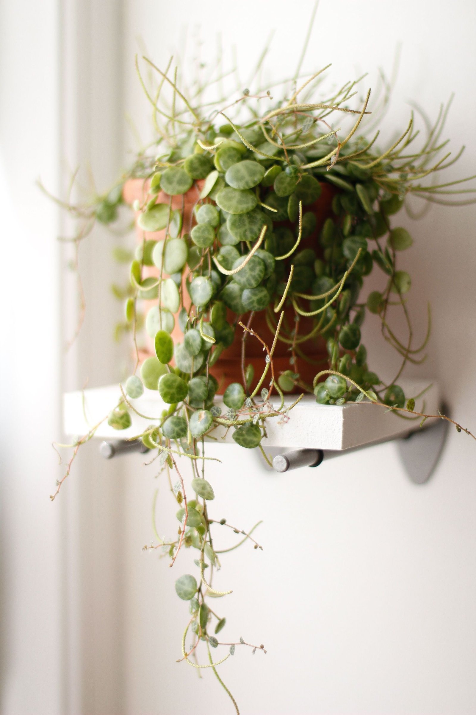 String of Hearts
