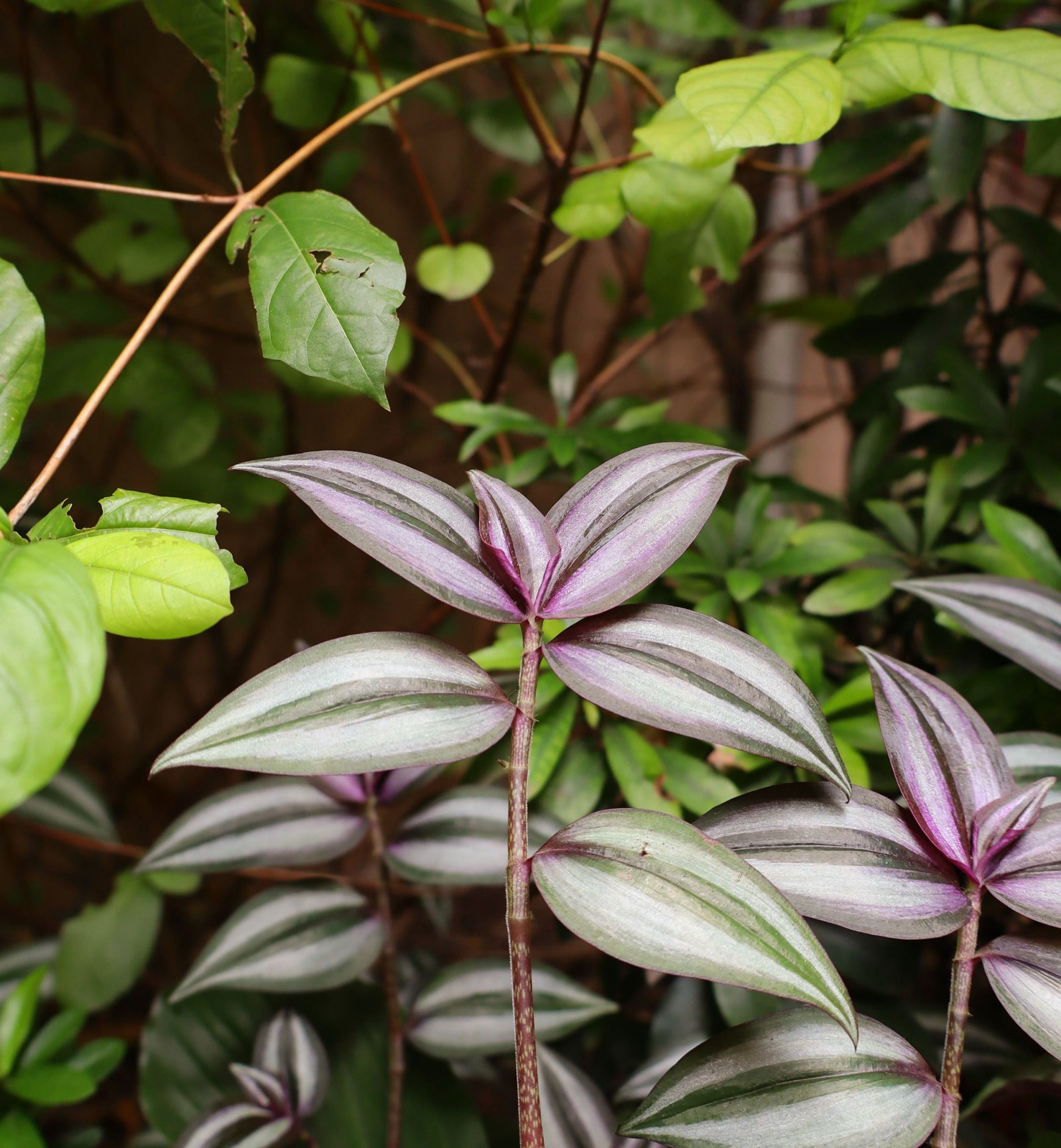 Tradescantia Zebrina