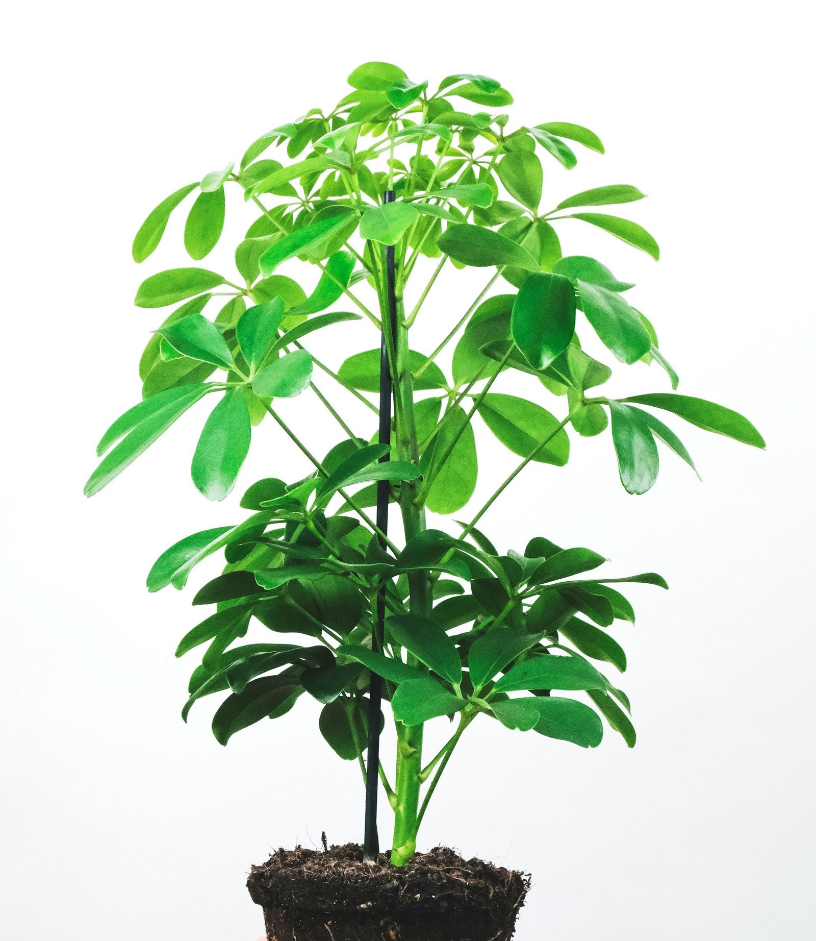 Umbrella Plant