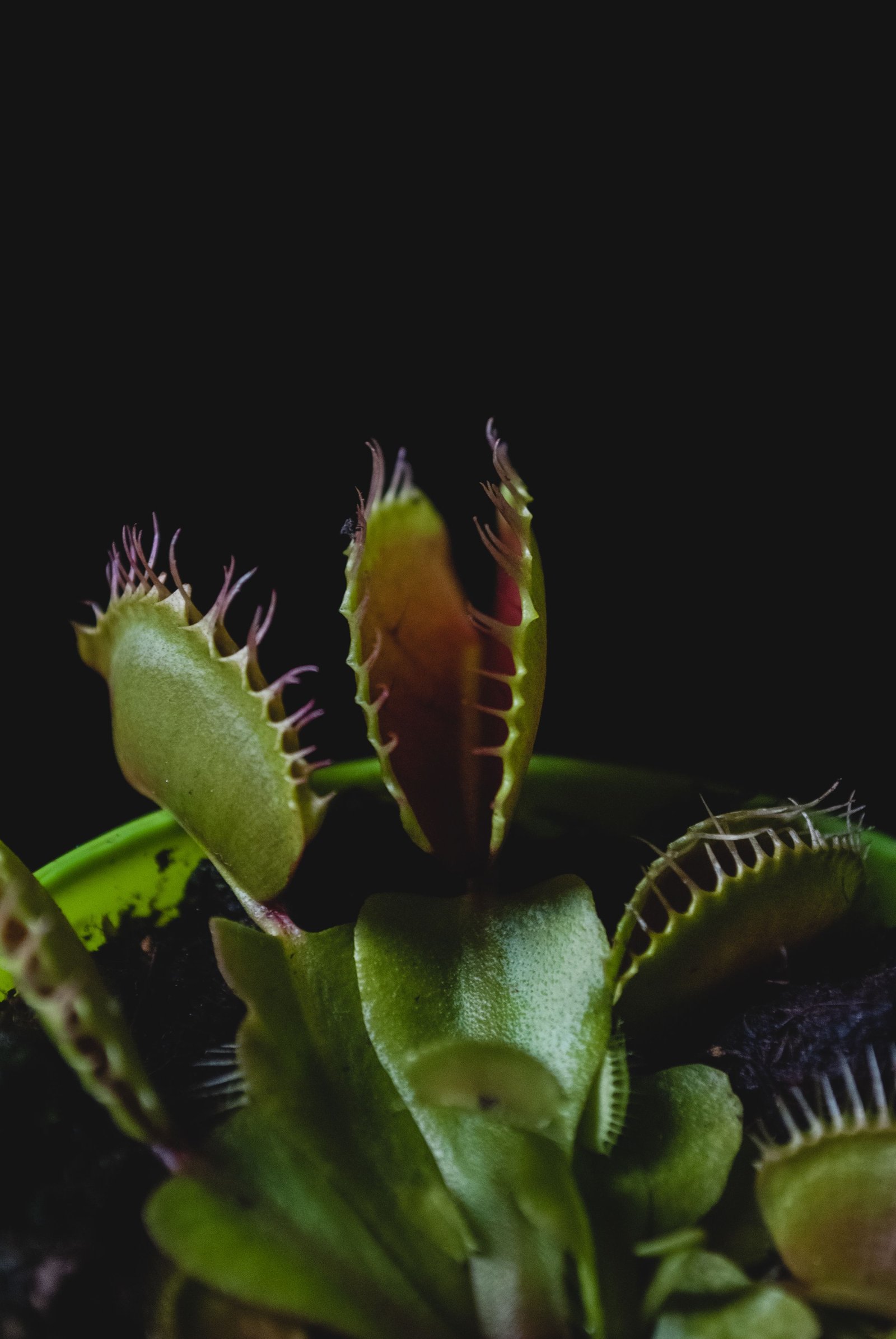 Venus Flytrap