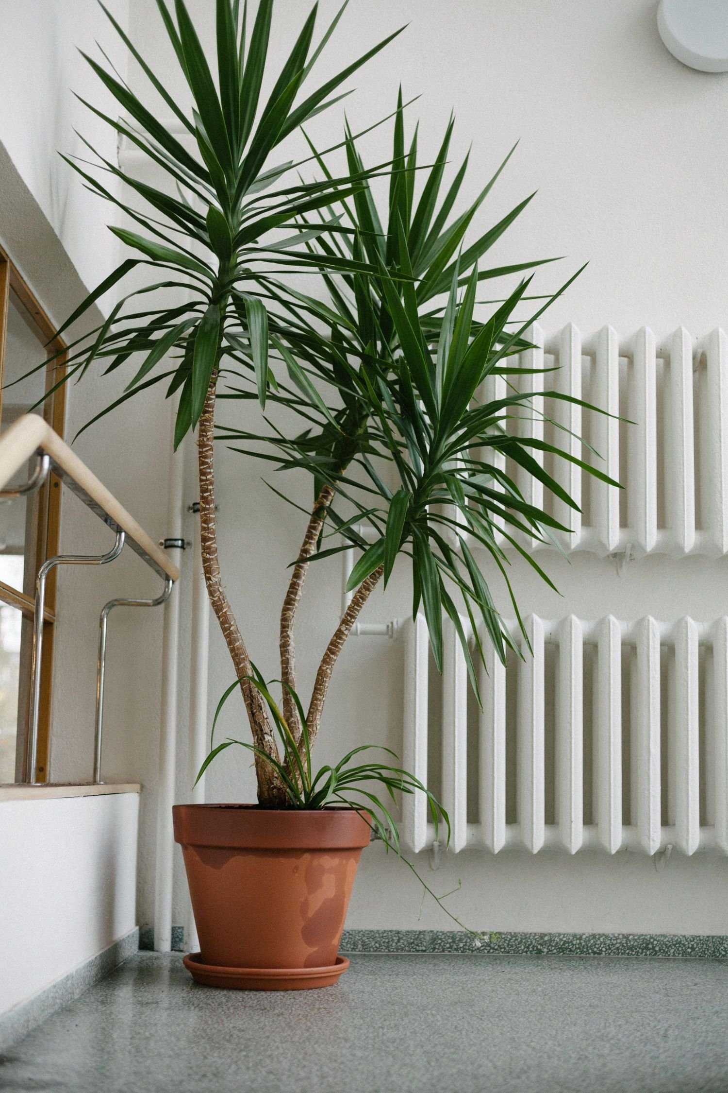 Yucca Cane houseplant with upright woody stems and sword-shaped green leaves