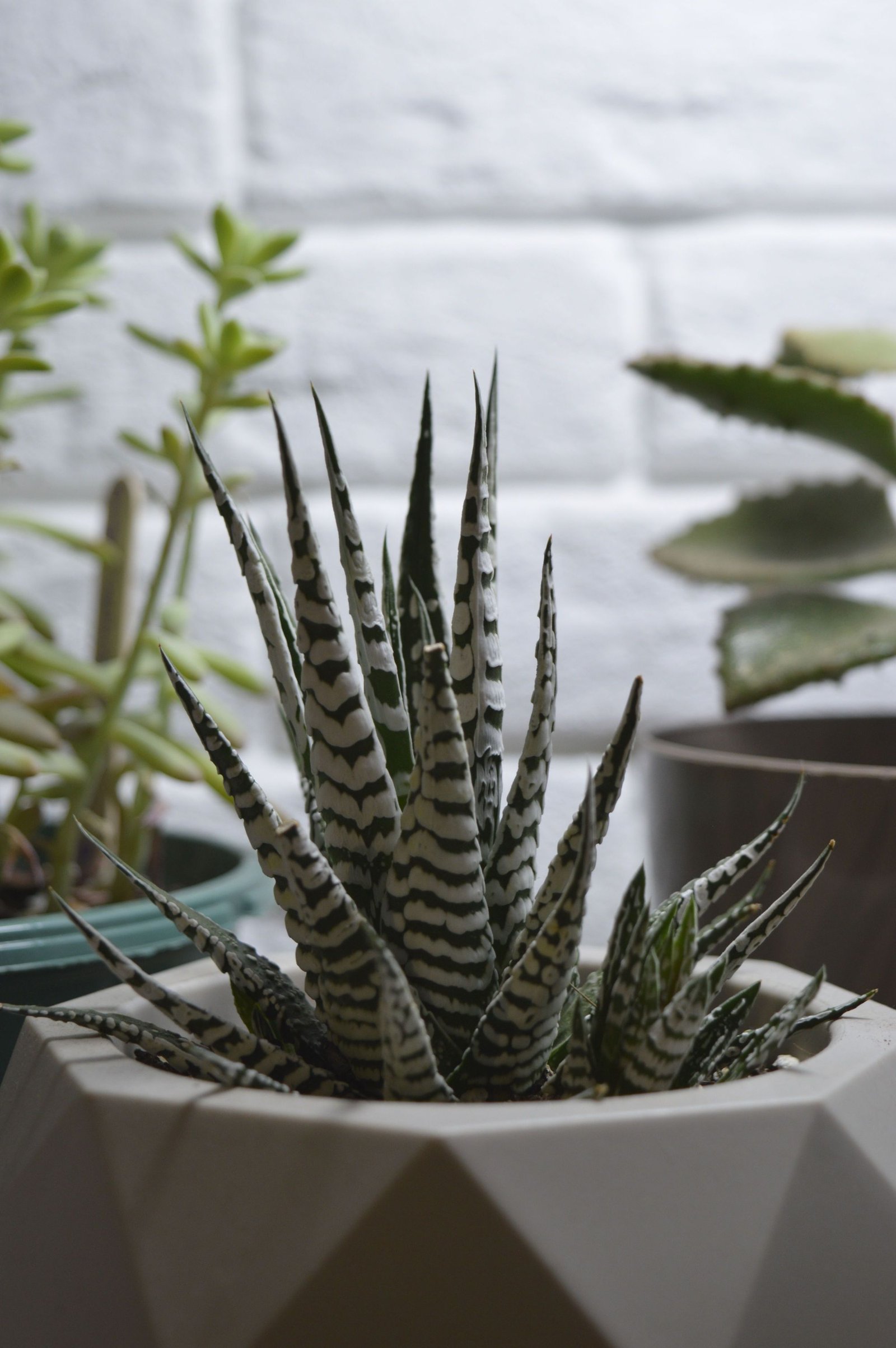 Zebra Haworthia succulent with pointed dark green leaves and white horizontal stripes